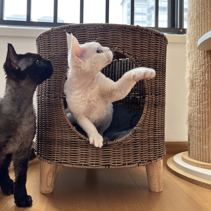angehobenes Katzenbett für große Katzen